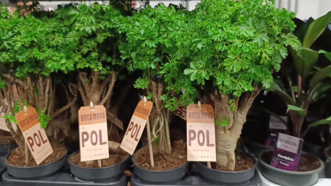 Festiwal Roślin w Enea Arenie