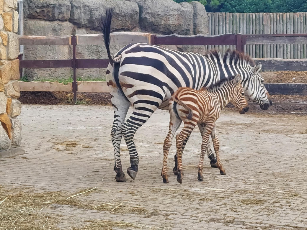 Mała zebra w zamojskim ZOO