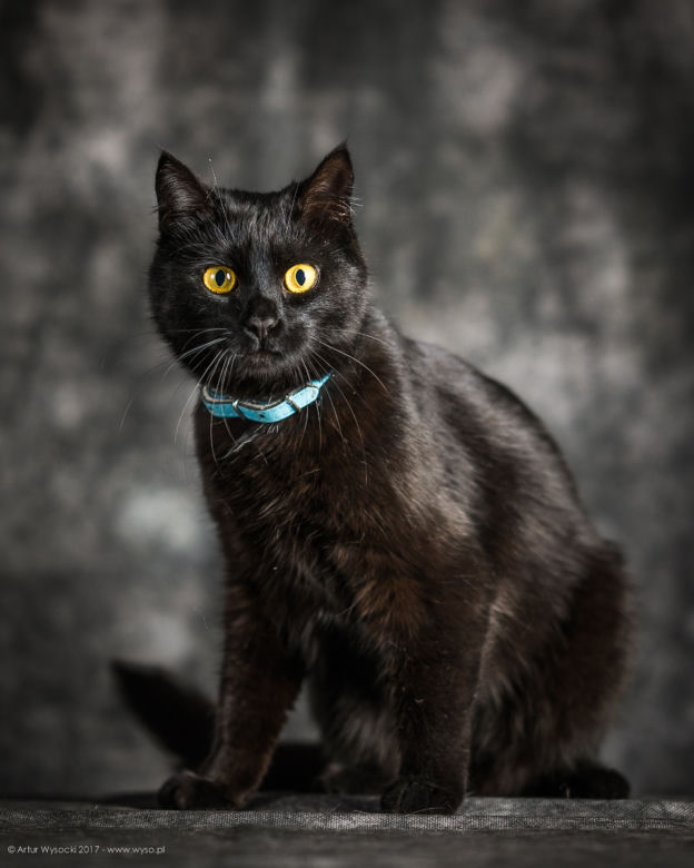 Fundacja Felineus zaprasza na sesje zdjęciowe z adoptowanymi pupilami