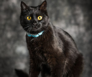 Fundacja Felineus zaprasza na sesje zdjęciowe z adoptowanymi pupilami