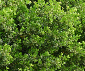 Ostrokrzew karbowanolistny