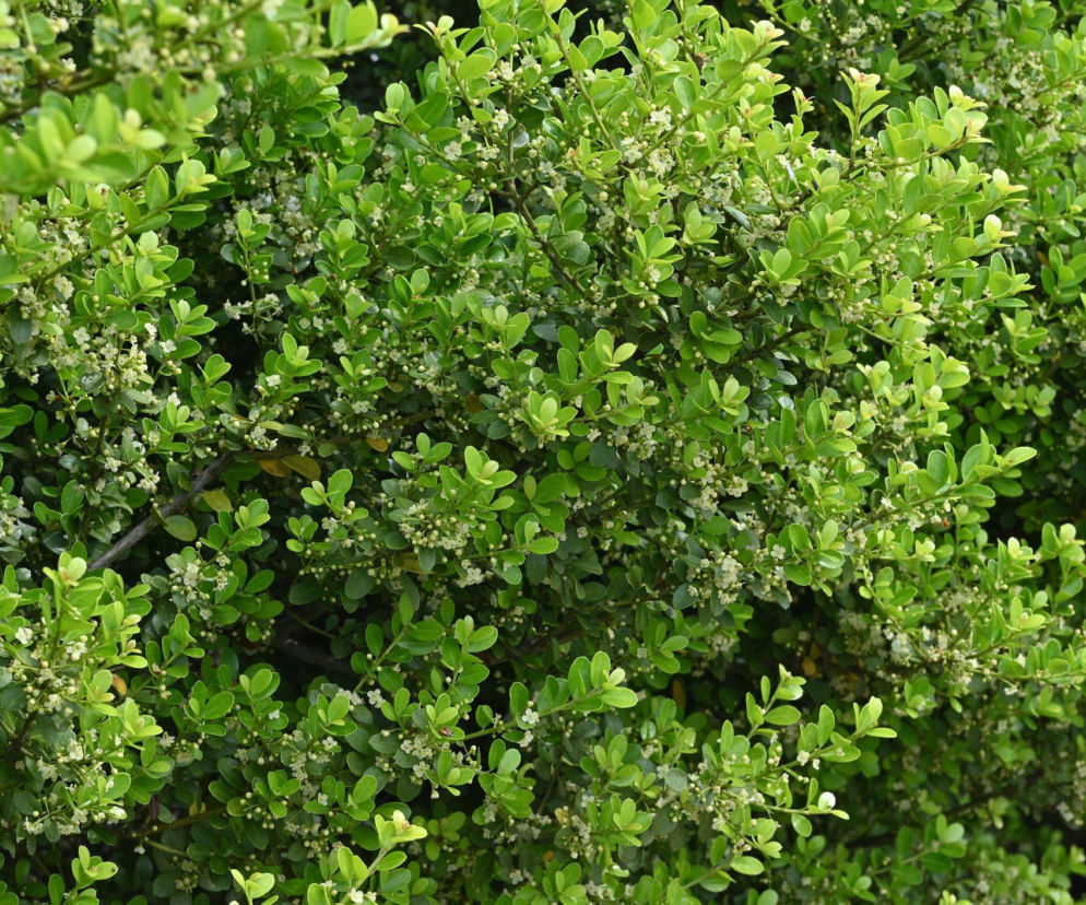 Ostrokrzew karbowanolistny