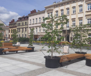 Graby ozdobiły centrum Rzeszowa
