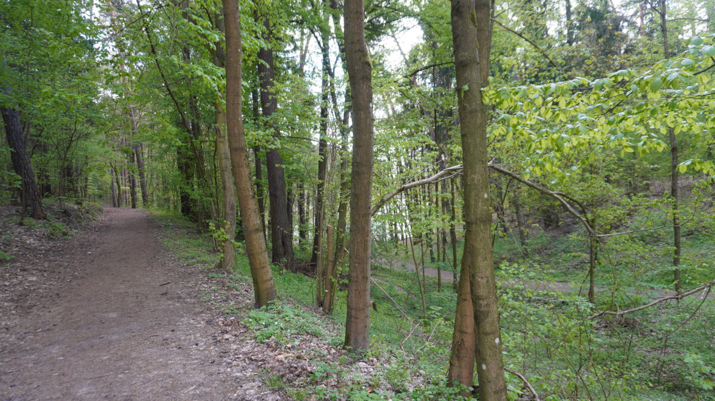 Leży w pobliżu centrum Olsztyna i wygląda bajecznie wiosną. Zobacz piękny rezerwat Mszar [ZDJĘCIA]