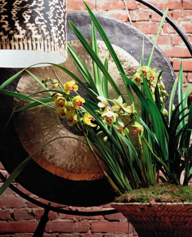 Cymbidium