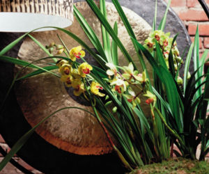 Cymbidium