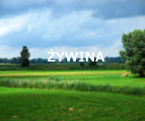 Żywina
