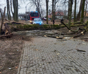 Maję zabiło spróchniałe drzewo w parku