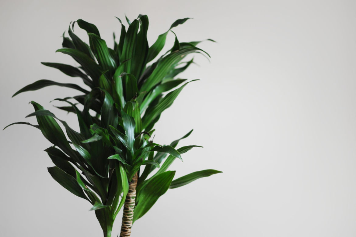 Dracena deremeńska