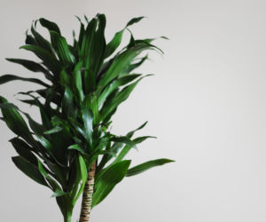 Dracena deremeńska