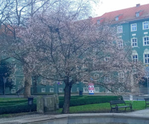 Wiosna w środku zimy! Na Jasnych Błoniach w Szczecinie zakwitło drzewo!