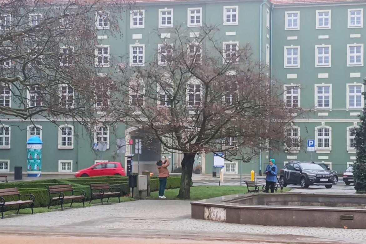 W grudniu w Szczecinie kwitną drzewa
