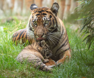 Mała tygrysica z wrocławskiego zoo otrzymała słoneczne imię