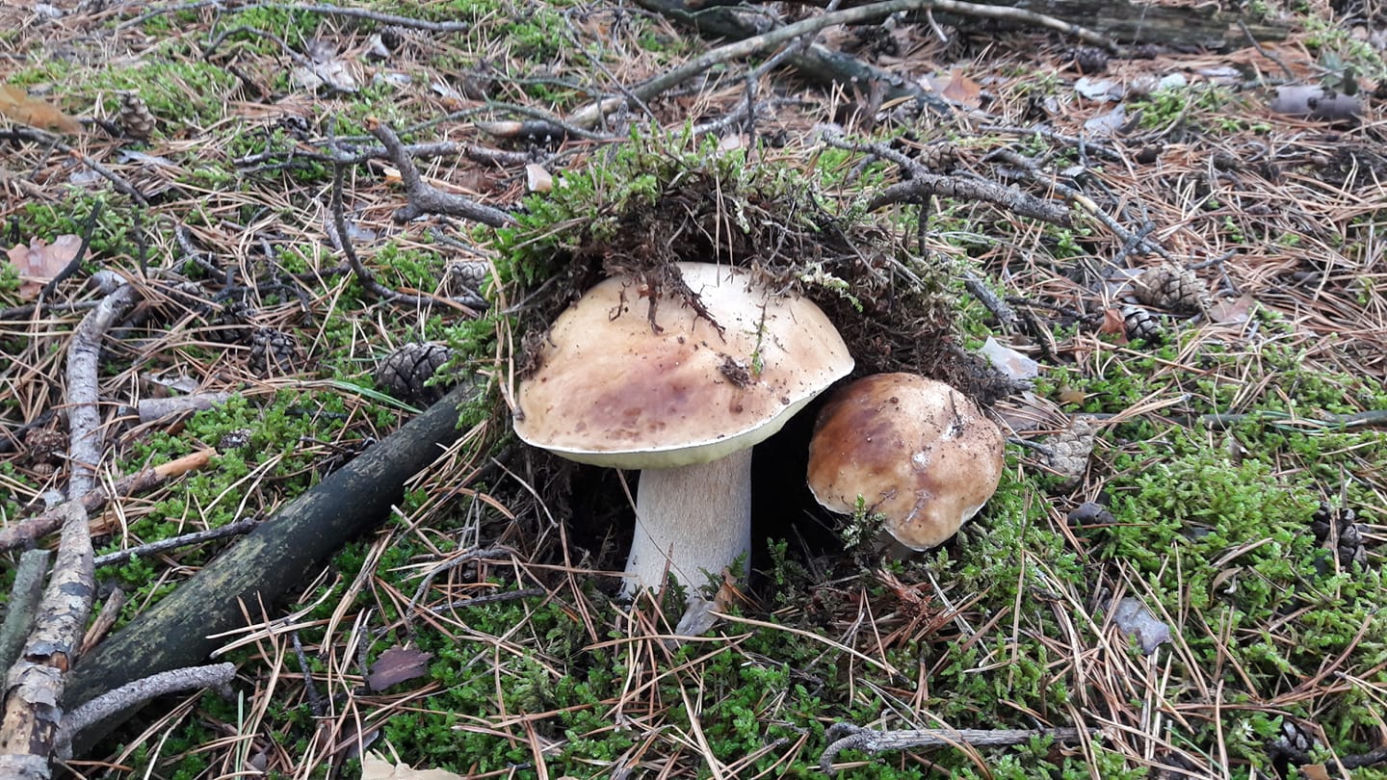 Wielkie grzybobranie w Toruniu i okolicach. Zobaczcie wspaniałe zbiory