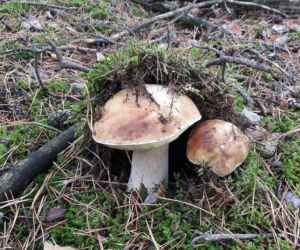 Wielkie grzybobranie w Toruniu i okolicach. Zobaczcie wspaniałe zbiory