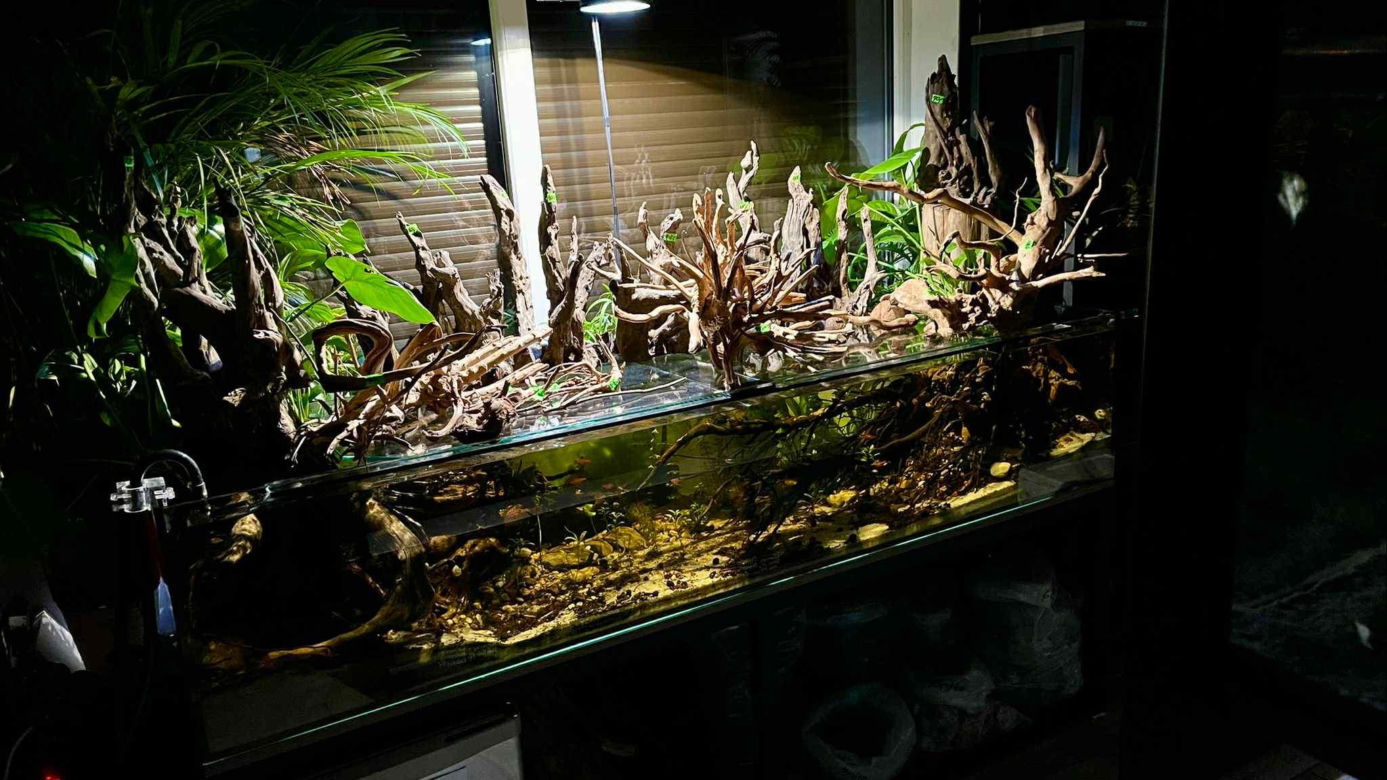 Studio Akwarystyki Aqua Dreams w Bydgoszczy to miejsce z wielką pasją