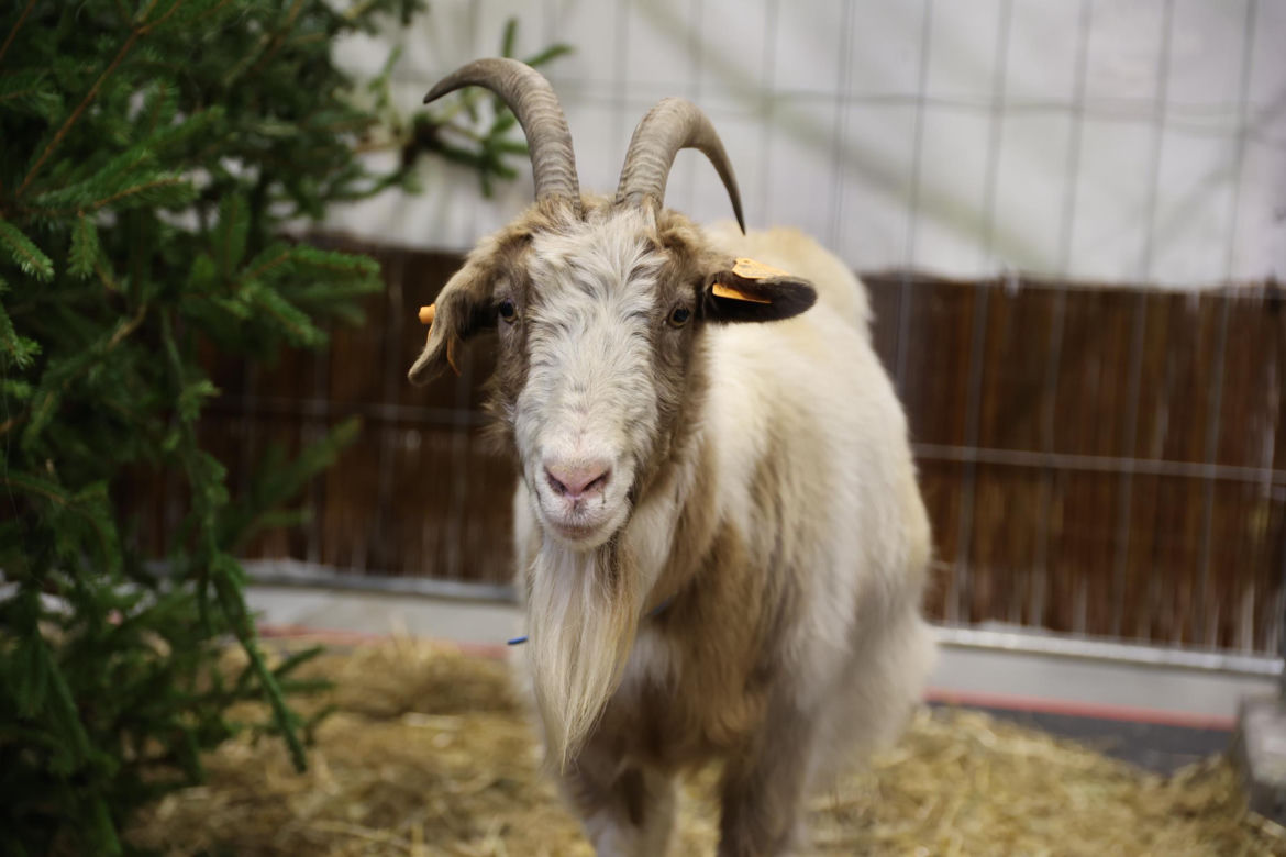 Zoopark 2024 w Lublinie. Można podziwiać wiele gatunków zwierząt
