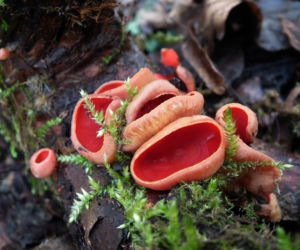To nie żart! W polskich lasach już pojawiły się pierwsze grzyby. Wielu nie zdaje sobie sprawy, że są jadalne