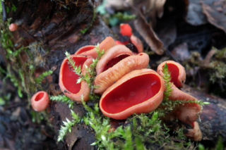 To nie żart! W polskich lasach już pojawiły się pierwsze grzyby. Wielu nie zdaje sobie sprawy, że są jadalne