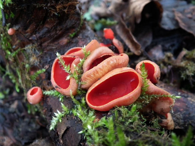 To nie żart! W polskich lasach już pojawiły się pierwsze grzyby. Wielu nie zdaje sobie sprawy, że są jadalne