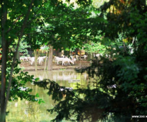 Zabezpieczanie zoo przed powodzią w 1997 roku
