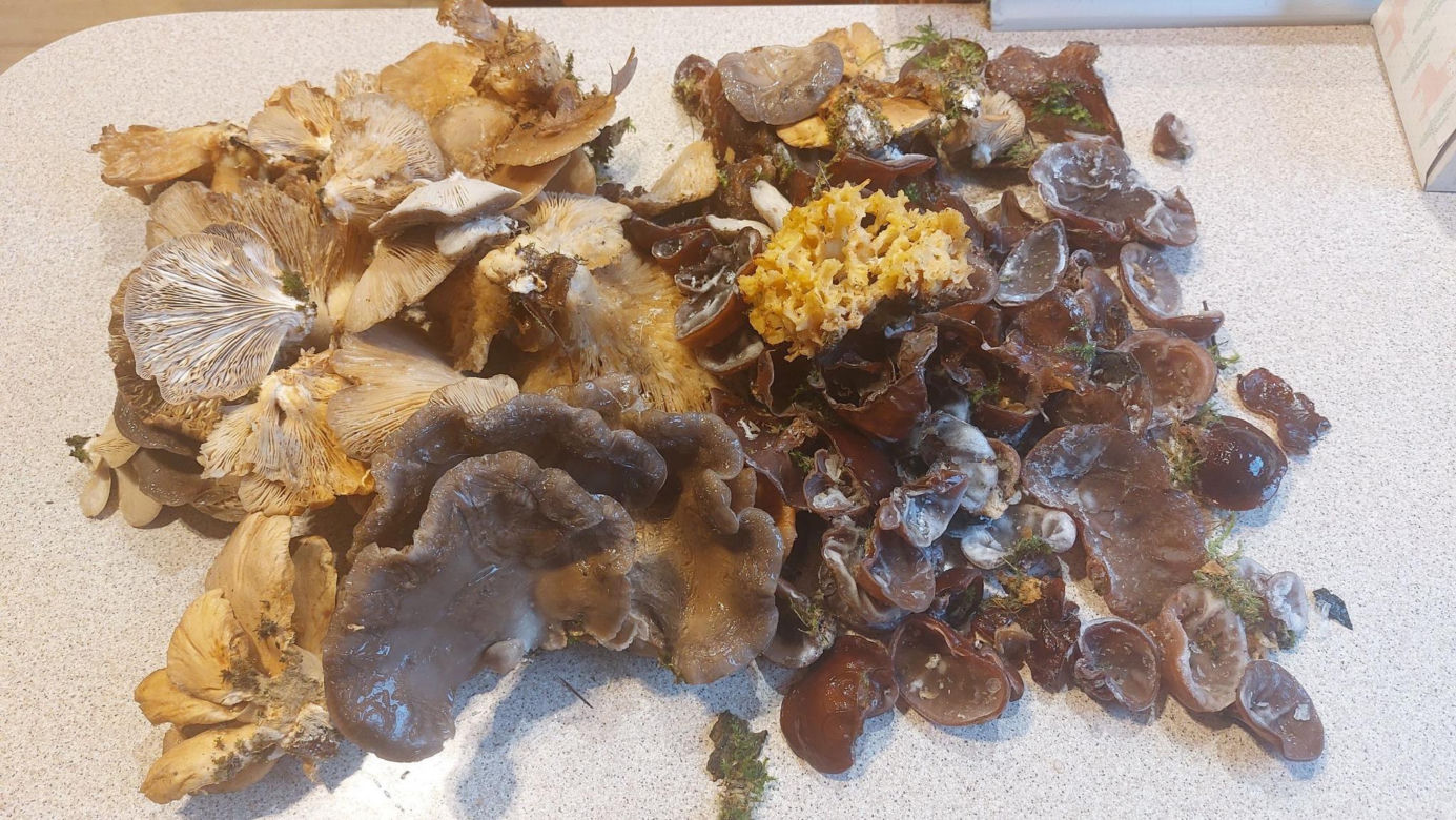 Grzybobranie w zimie w Lubuskiem