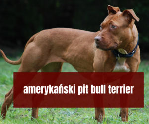Na te psy musisz mieć zezwolenie! Zobacz listę najgroźniejszych ras w Polsce