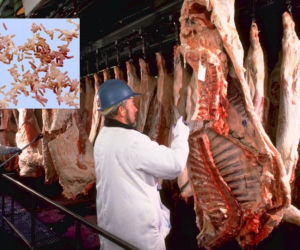 Jak atakuje bakteria E. coli - krok po kroku