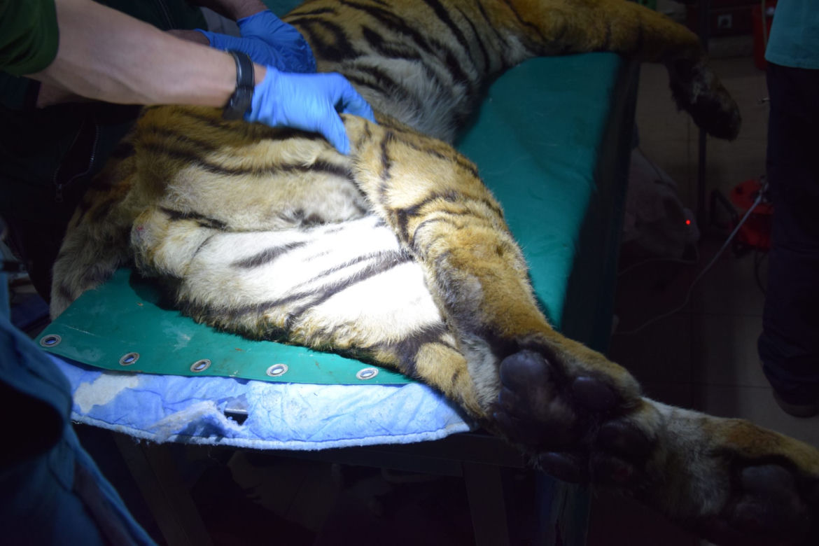 Operowany tygrys w poznańskim ZOO walczy o życie