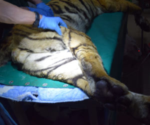 Operowany tygrys w poznańskim ZOO walczy o życie