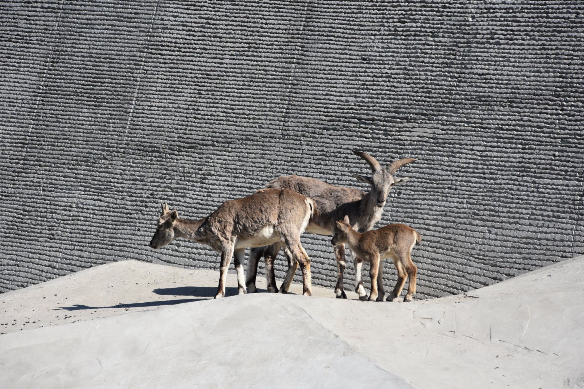 Lubelskie: Są naprawdę słodkie! Zobaczcie małych mieszkańców zamojskiego zoo [GALERIA]