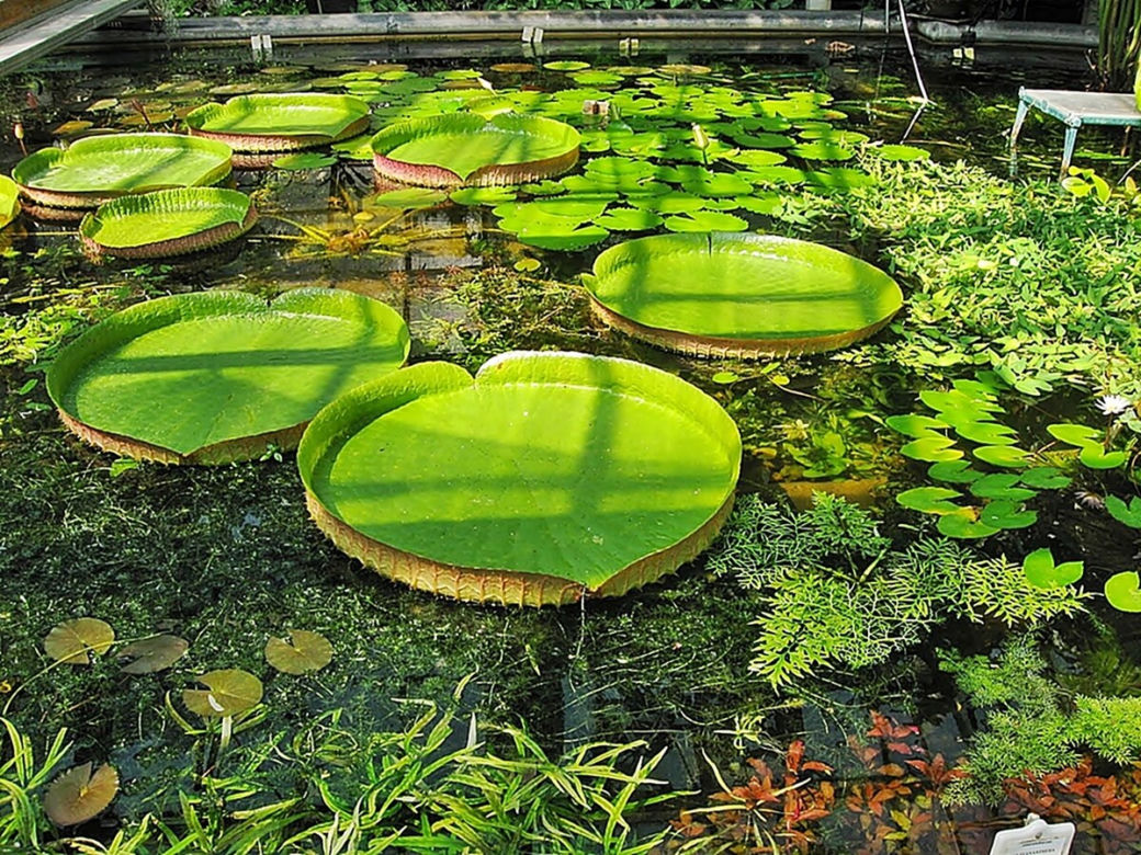 7 najładniejszych ogrodów botanicznych w Polsce. Kiedy je odwiedzić i gdzie są?