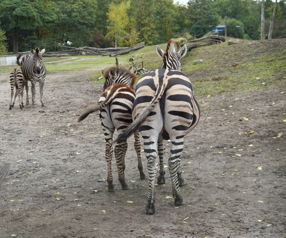 Zebry Chapmana we wrocławskim ZOO