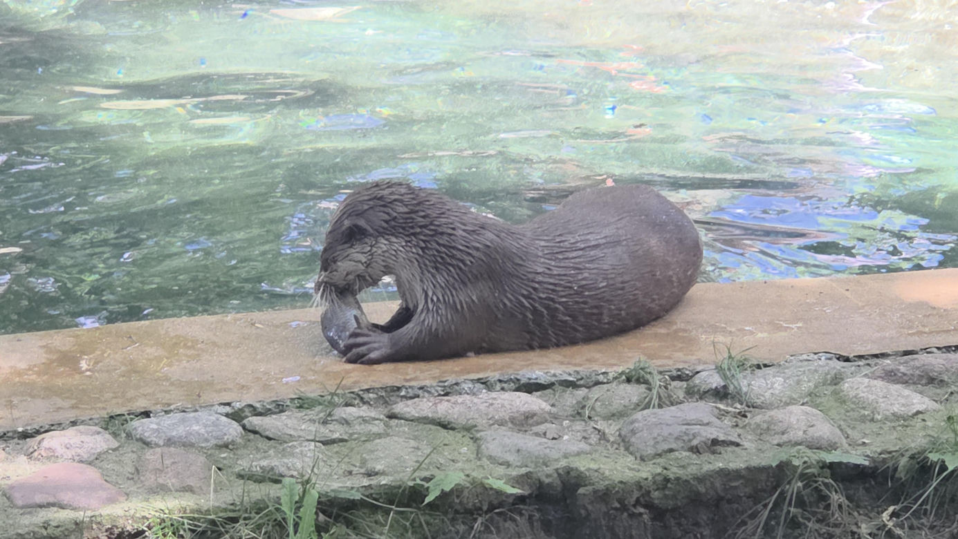 Pokazowe karmienie w myślęcińskim zoo to prawdziwy hit! Sprawdziliśmy to na miejscu