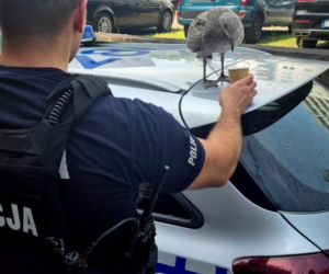 Upał mógł ją zabić. Policjanci uratowali młodą mewę w Bydgoszczy!