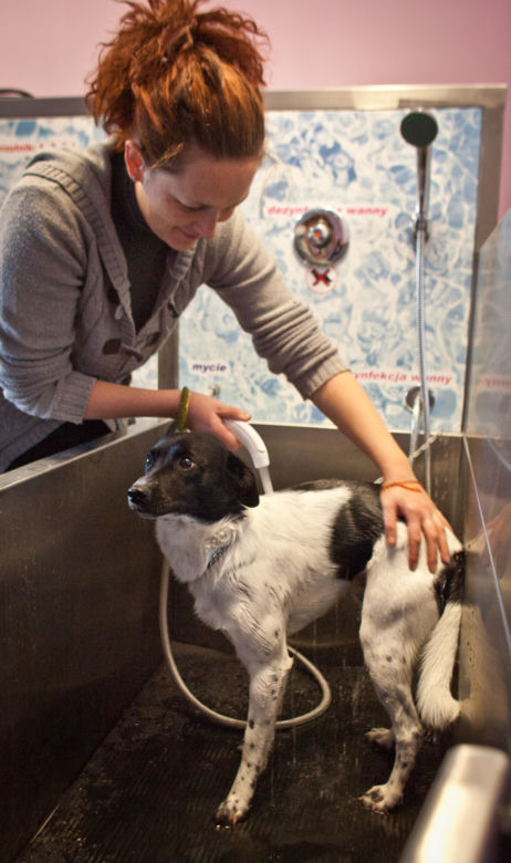 dog wash