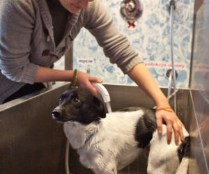 dog wash