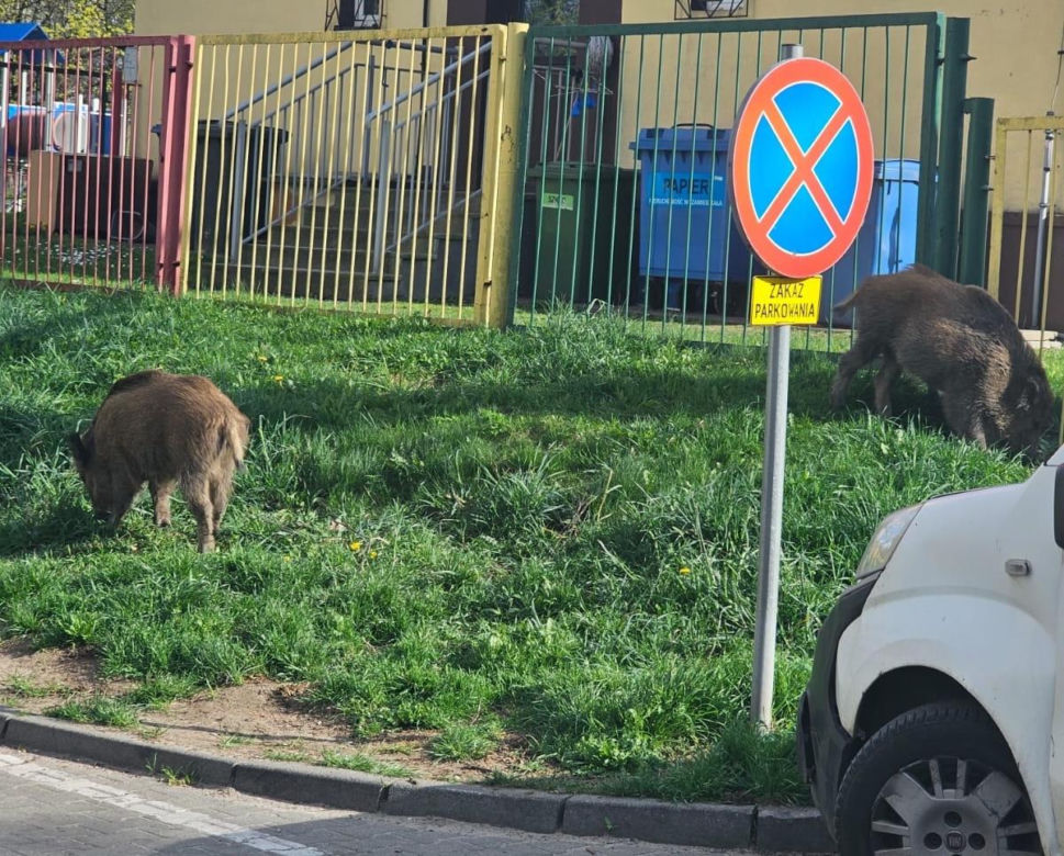 Dziki w Sosnowcu chodzą po osiedlach