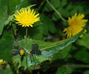 Jak pozbyć się mleczy z trawnika? Ten domowy oprysk sprawi, że znikną z twojego ogrodu