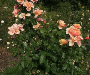 roze