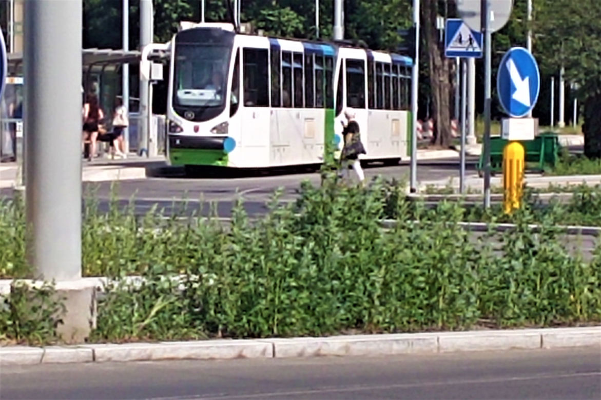 Chwasty na placu Rodła w Szczecinie