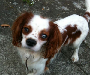 Fundacja Animal Security