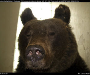Niedźwiedzica zostanie księżniczką
