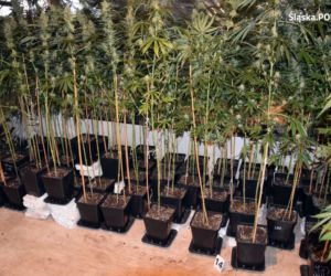 Potężna plantacja marihuany na Śląsku! [ZDJĘCIA]