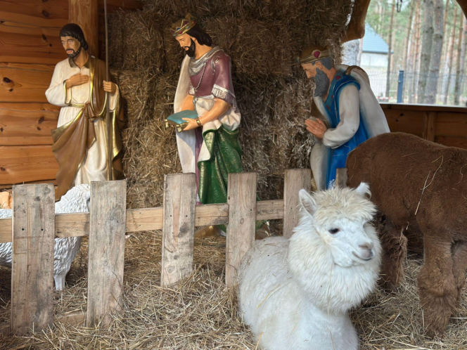 Żywa szopka w Lipowicy – magiczne święta tuż obok Kielc