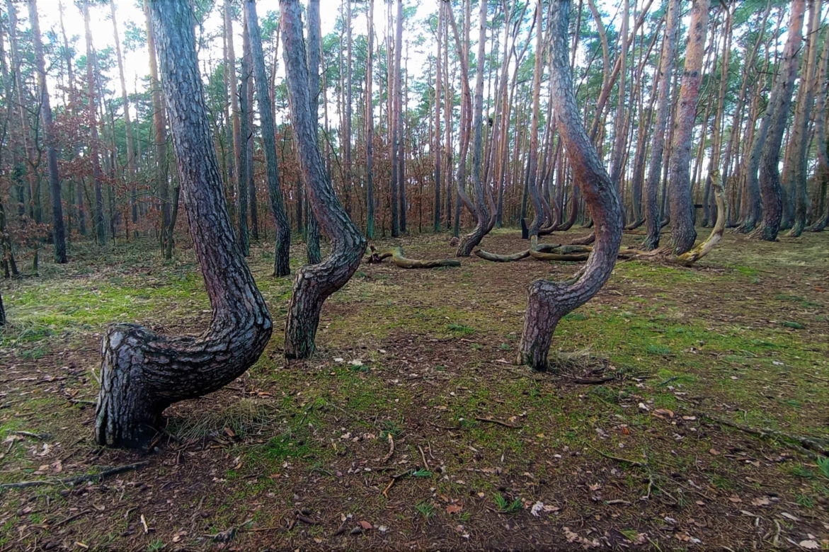 Krzywy Las pod Gryfinem