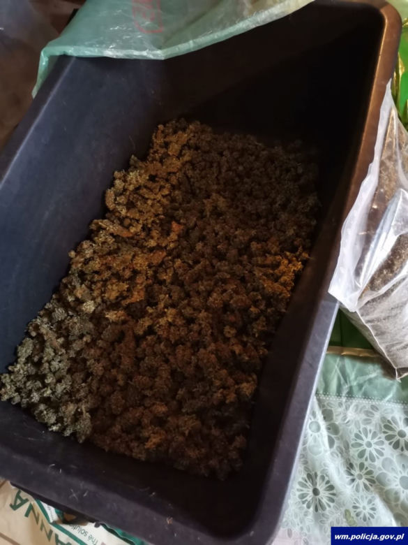 Nielegalna plantacja konopi w powiecie olsztyńskim. Mężczyźnie grozi do 10 lat więzienia [WIDEO]