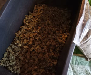 Nielegalna plantacja konopi w powiecie olsztyńskim. Mężczyźnie grozi do 10 lat więzienia [WIDEO]