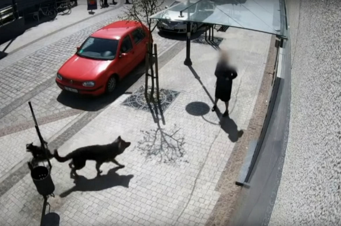 Przerażające sceny w Lęborku! Wielki pies zerwał się ze smyczy i zaatakował trzy osoby. 8-latka pogryziona [ZDJĘCIA].