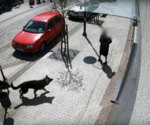 Przerażające sceny w Lęborku! Wielki pies zerwał się ze smyczy i zaatakował trzy osoby. 8-latka pogryziona [ZDJĘCIA].
